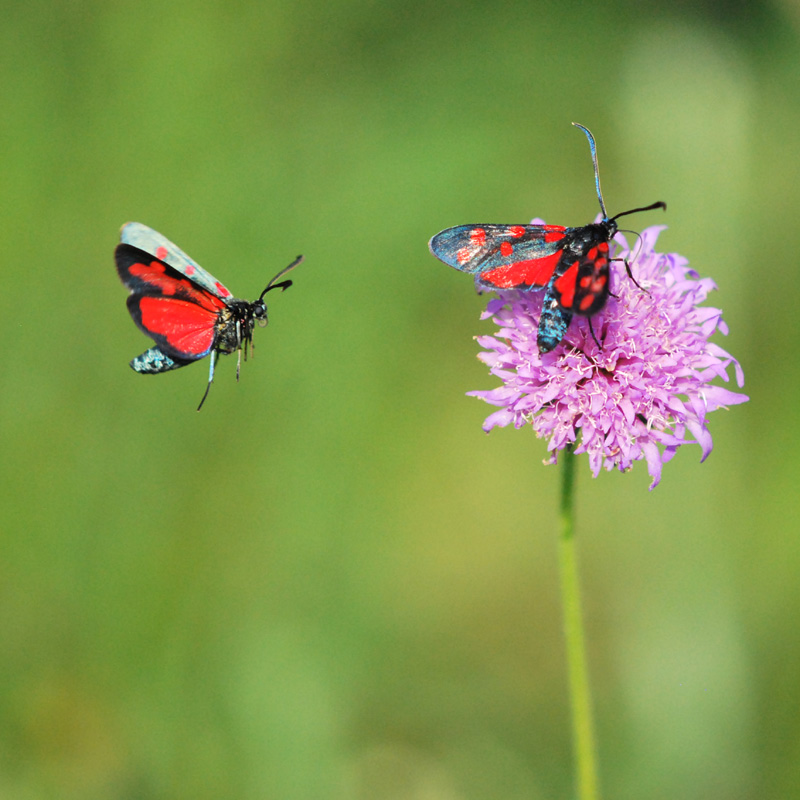 Zygaena...